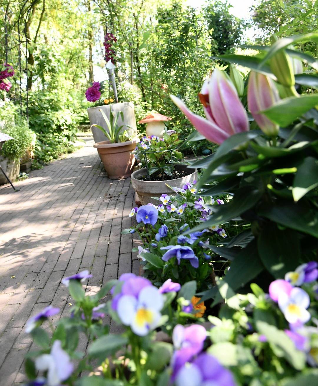 Eine Freude für jeden Garten.